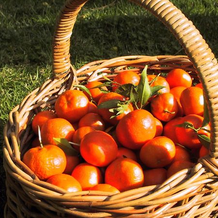 סולר Finca Cas Sant מראה חיצוני תמונה