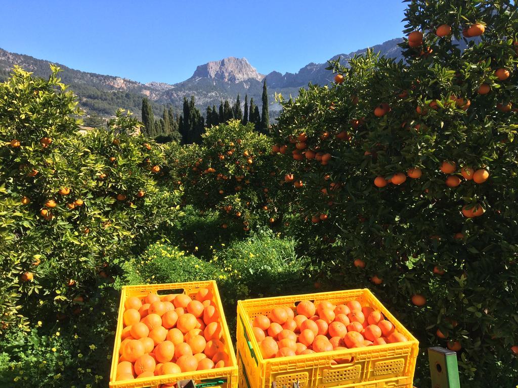 סולר Finca Cas Sant מראה חיצוני תמונה